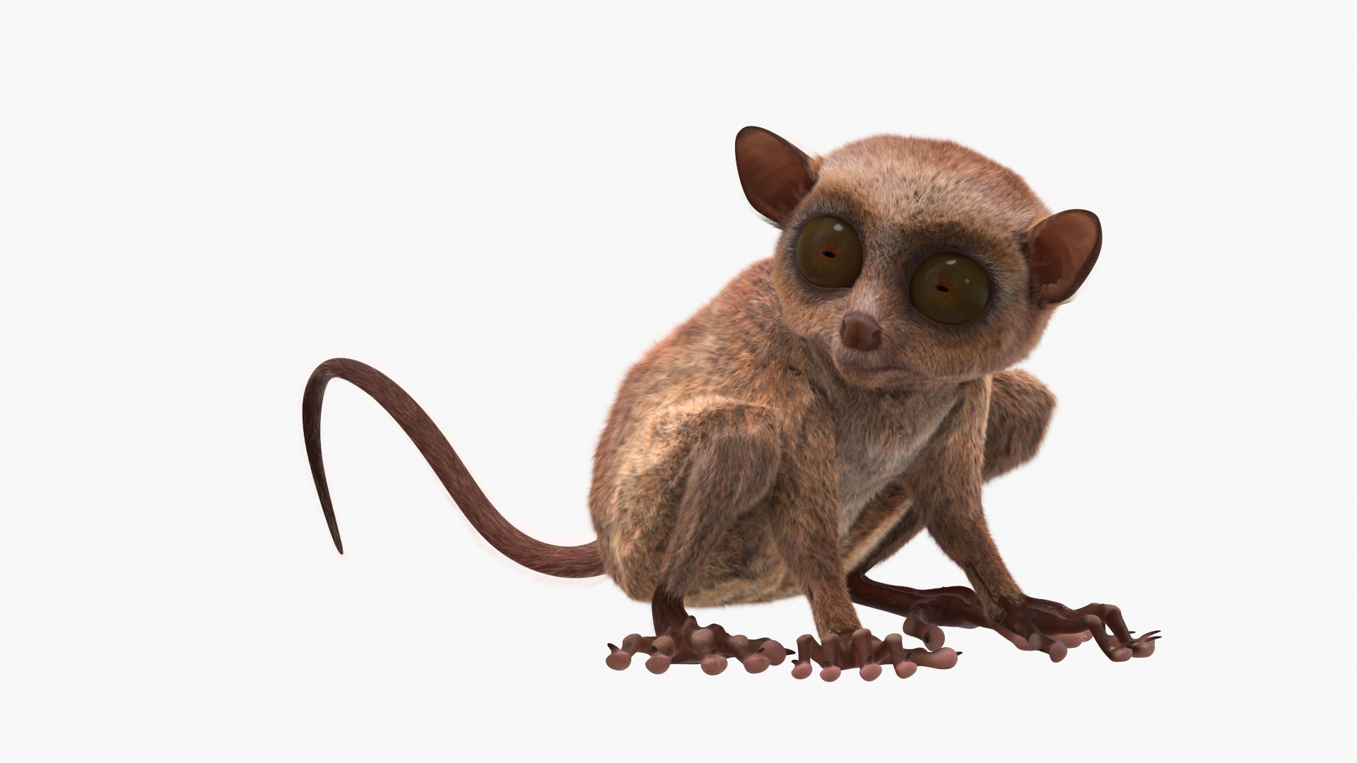 Seated Tarsier Fur for Cinema 4D 3D model https://p.turbosquid.com/ts-thumb/gA/WlqXH7/p7/seated_tarsier_fur_360/jpg/1772089009/1920x1080/turn_fit_q99/199c7441dbbe1442580ad759a2840a6b4e023543/seated_tarsier_fur_360-1.jpg