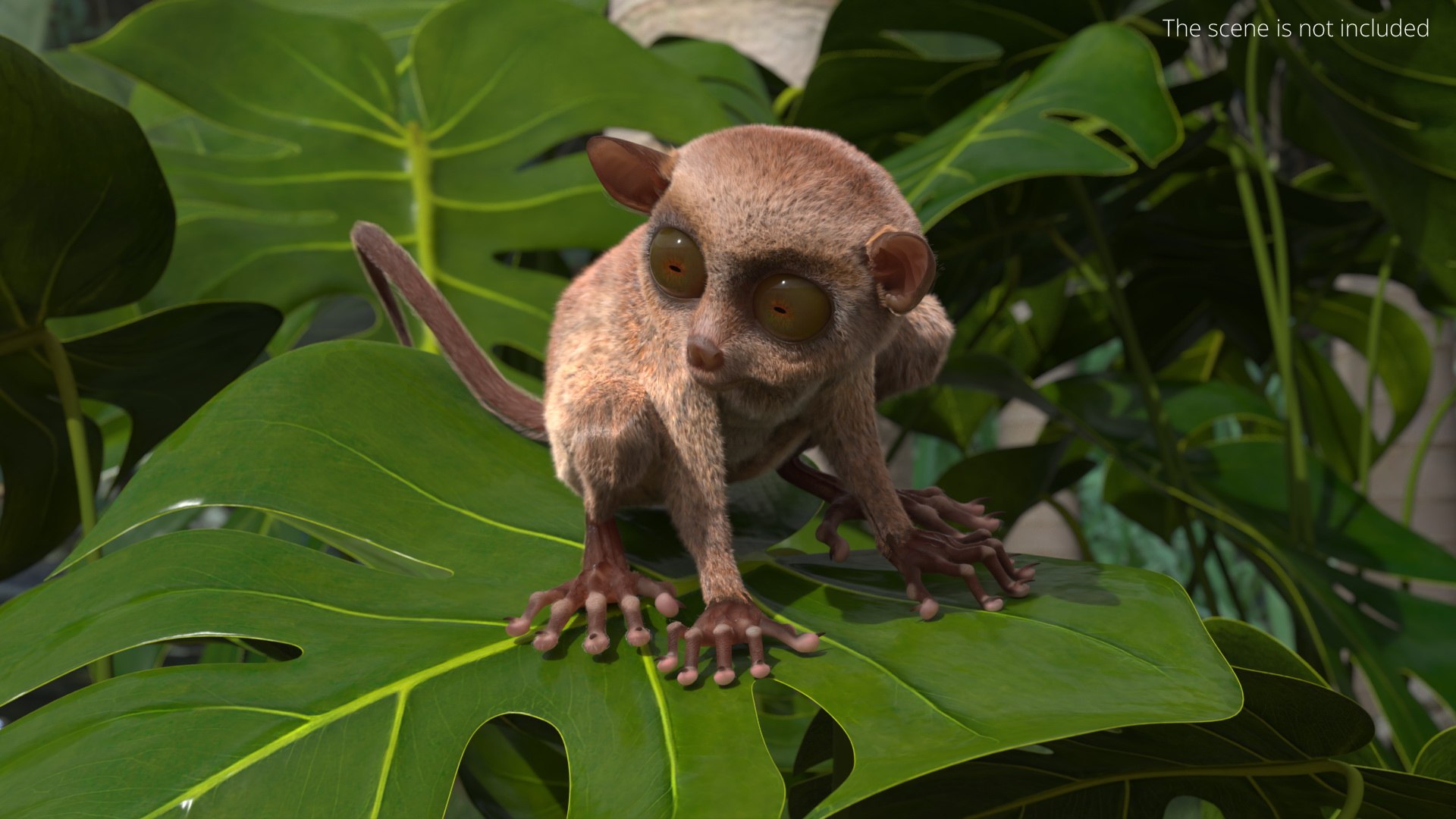 Seated Tarsier Fur for Cinema 4D 3D model https://p.turbosquid.com/ts-thumb/gA/WlqXH7/pN/seated_tarsier_fur_004/jpg/1772089078/1920x1080/fit_q87/89de73c87f9728d7ec048fbd7604d6164613114c/seated_tarsier_fur_004.jpg