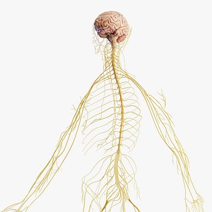 3D Human Male Nervous System and Brain model