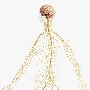 Human Male Nervous System and Brain