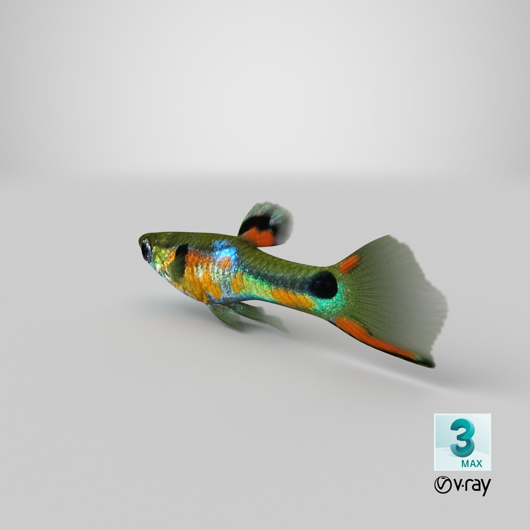 poecilia wingei model https://p.turbosquid.com/ts-thumb/gA/przp6C/1JP1Qxi3/stemcell_max_vray_render/png/1547019383/1920x1080/fit_q87/607a31298511109e57a429ef81603195940915b7/stemcell_max_vray_render.jpg