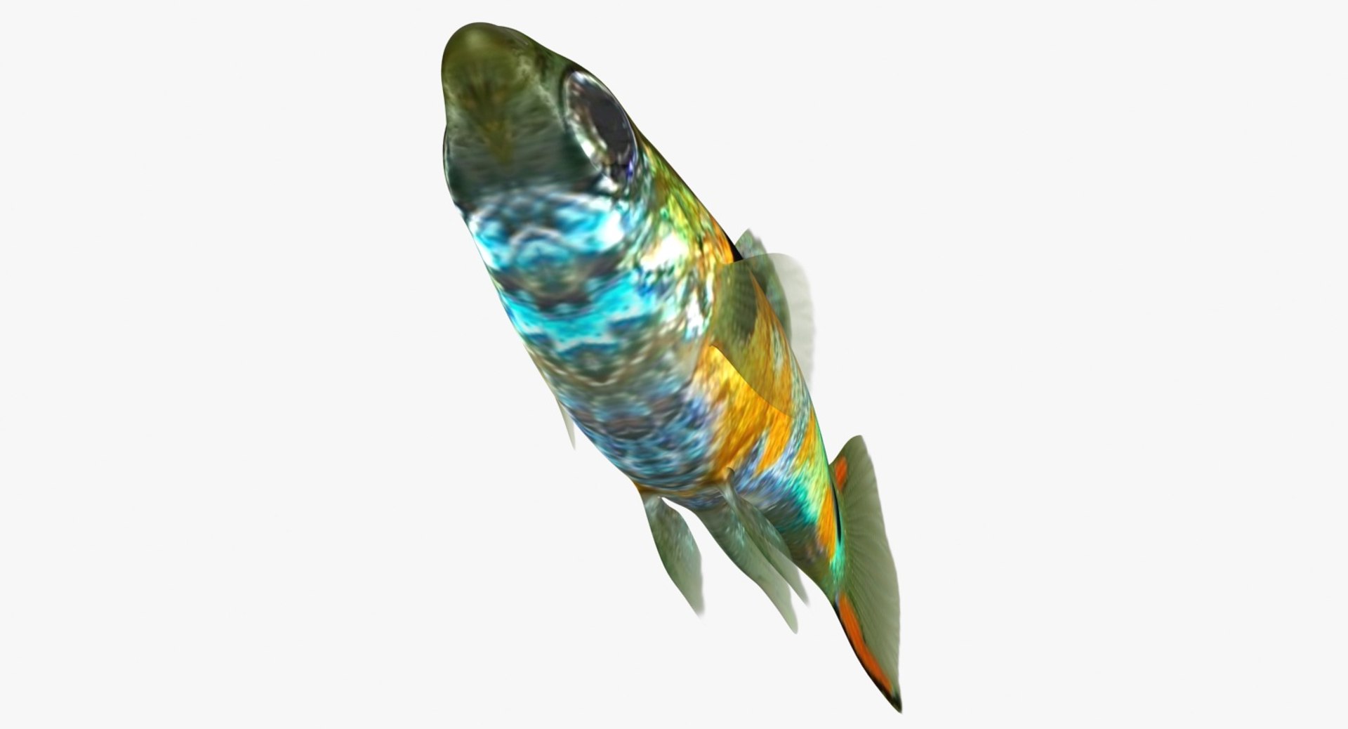 poecilia wingei model https://p.turbosquid.com/ts-thumb/gA/przp6C/4jIQF2Qp/ryukingoldfish_rr07/jpg/1542298726/1920x1080/fit_q87/3acf270391b1c90e87a40af16202435348a4a616/ryukingoldfish_rr07.jpg