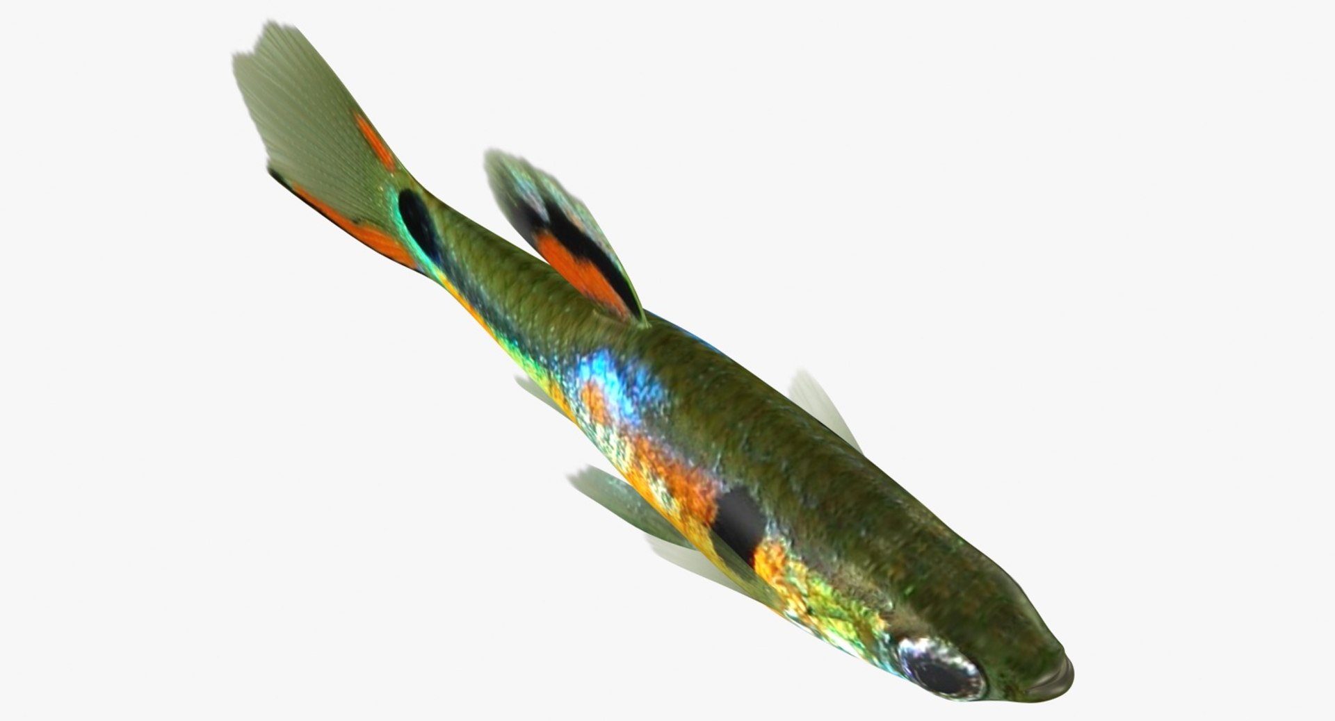 poecilia wingei model https://p.turbosquid.com/ts-thumb/gA/przp6C/4pm3sk5s/ryukingoldfish_rr03a/jpg/1542298726/1920x1080/fit_q87/11f8c9861604f6d7526560ae71ce709c8c7ba6e0/ryukingoldfish_rr03a.jpg