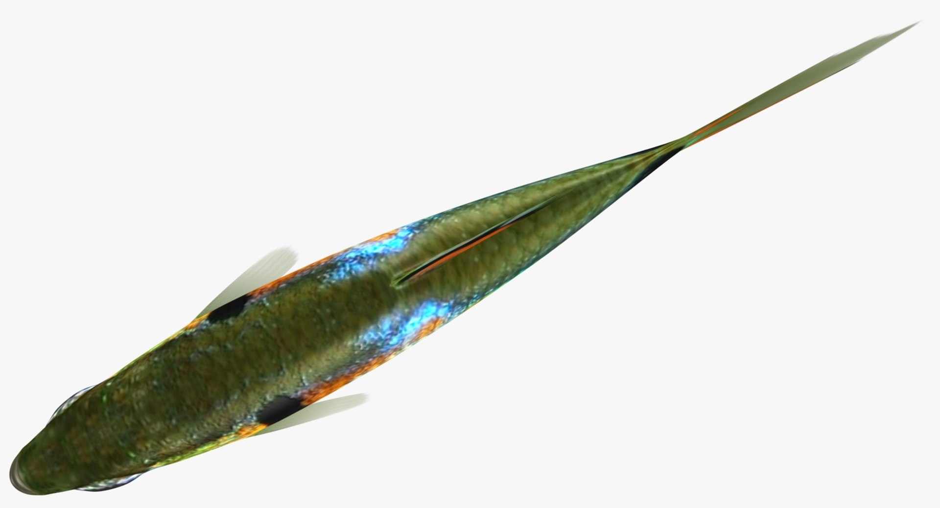 poecilia wingei model https://p.turbosquid.com/ts-thumb/gA/przp6C/9GYEuAnS/ryukingoldfish_rr05/jpg/1542298726/1920x1080/fit_q87/b184b5d38a9b3dc70ccc6719cd7a69f4f65144c5/ryukingoldfish_rr05.jpg