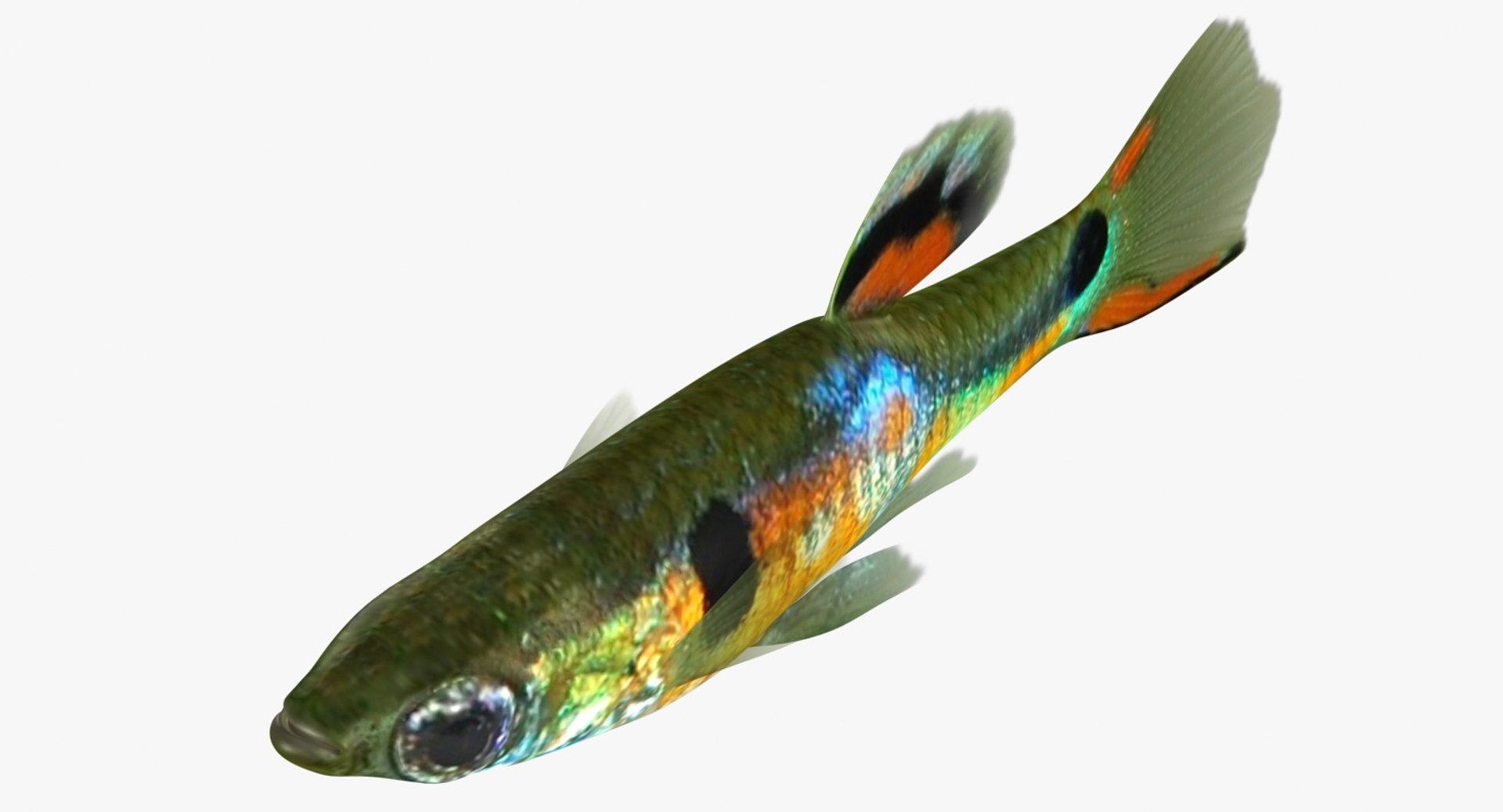 poecilia wingei model https://p.turbosquid.com/ts-thumb/gA/przp6C/BpvgrpqG/ryukingoldfish_rr14/jpg/1542298726/1920x1080/fit_q87/c850daf762529eb82e2d0df317dd5dd206c71e1a/ryukingoldfish_rr14.jpg