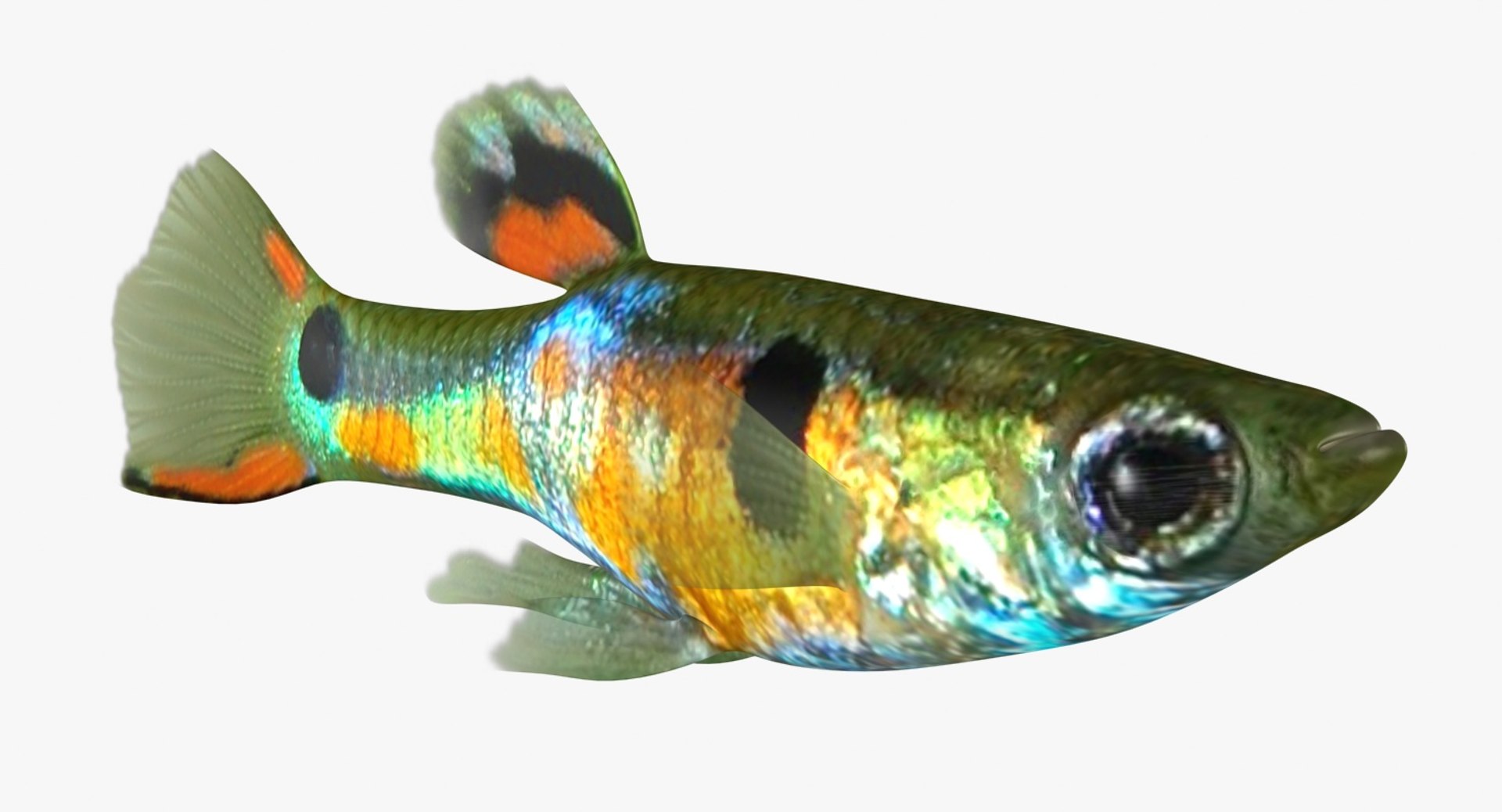 poecilia wingei model https://p.turbosquid.com/ts-thumb/gA/przp6C/FJ8hhGYU/ryukingoldfish_rr12/jpg/1542298726/1920x1080/fit_q87/6f5f2cd6d28a1ae610c2d78fde8fa9e9de64ca94/ryukingoldfish_rr12.jpg