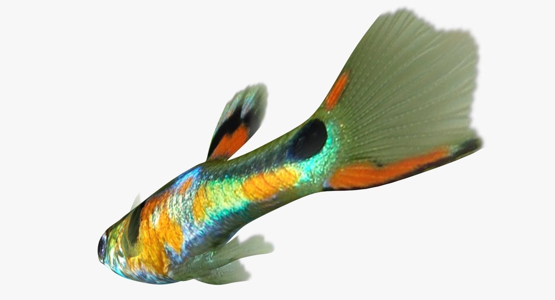 poecilia wingei model https://p.turbosquid.com/ts-thumb/gA/przp6C/QiYrGMQw/ryukingoldfish_rr06/jpg/1542298726/1920x1080/fit_q87/c6f8a5b1ceff8dbe1f92301eaf655294b2f070b8/ryukingoldfish_rr06.jpg