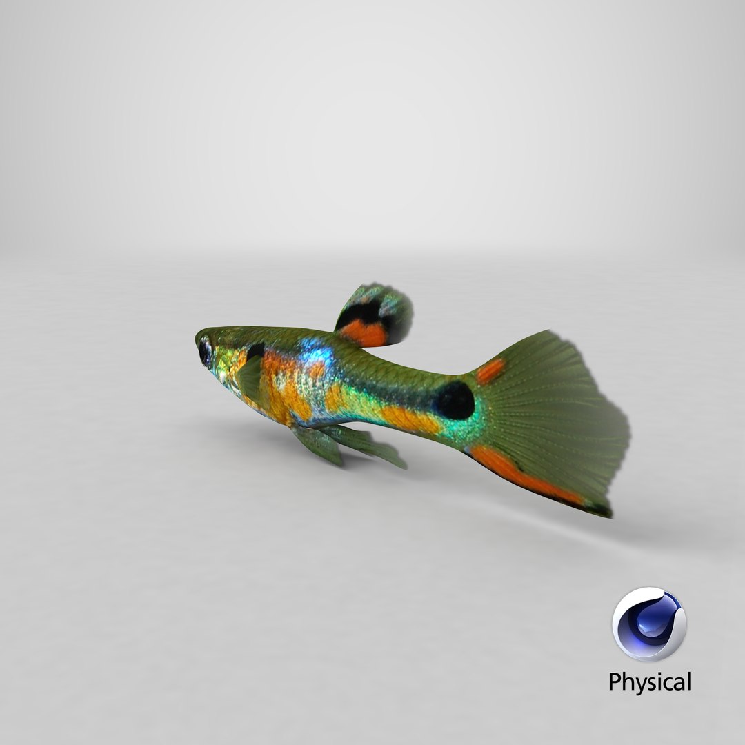 poecilia wingei model https://p.turbosquid.com/ts-thumb/gA/przp6C/WDbJNYm5/stemcell_cinema_4d_physical_render/png/1547019392/1920x1080/fit_q87/65661b7a0c4aafbaf54478758ec97b93b25a4135/stemcell_cinema_4d_physical_render.jpg