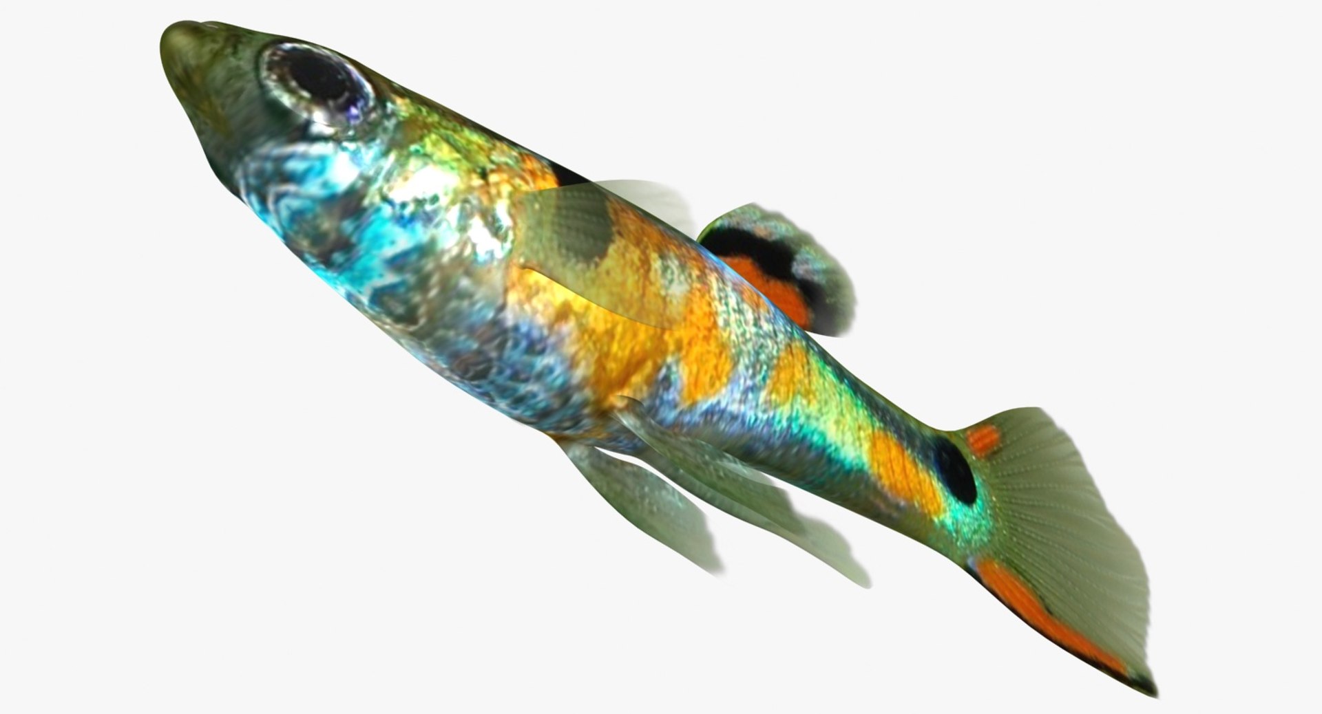 poecilia wingei model https://p.turbosquid.com/ts-thumb/gA/przp6C/aE7xTtrH/ryukingoldfish_rr07aa/jpg/1542298726/1920x1080/fit_q87/605455928e9b7b1256d2606043d267ae4053443f/ryukingoldfish_rr07aa.jpg