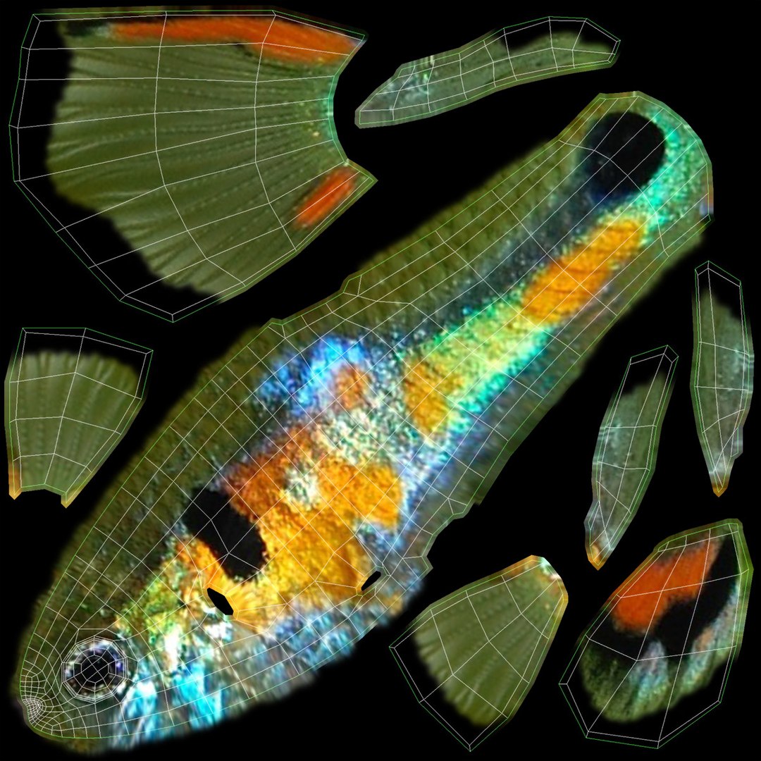 poecilia wingei model https://p.turbosquid.com/ts-thumb/gA/przp6C/cdX7tKQk/ryukingoldfish_rr37/jpg/1542298726/1920x1080/fit_q87/392cbbfba423e4114dc6dfb4db20365bdd82ce1f/ryukingoldfish_rr37.jpg