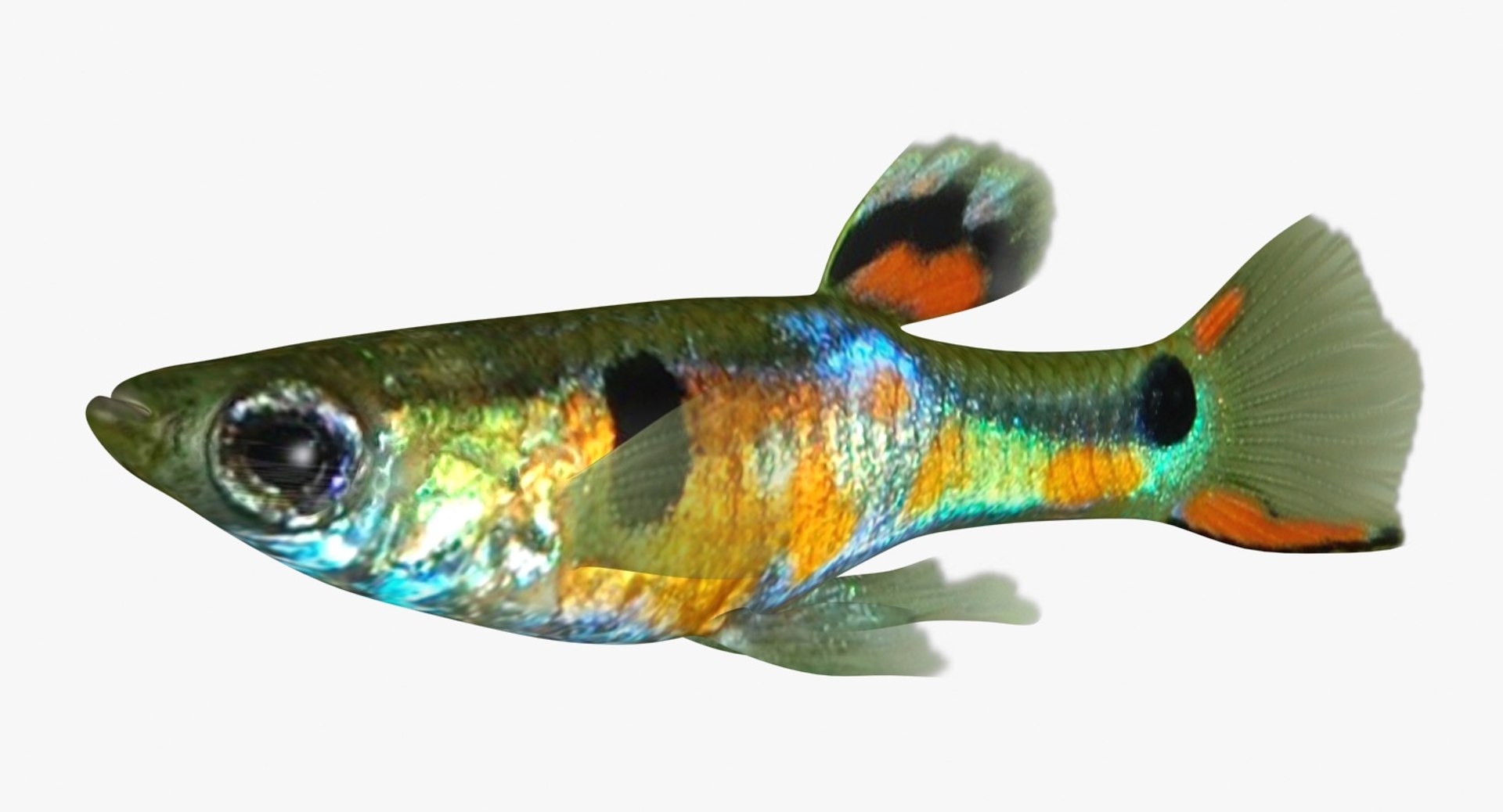 poecilia wingei model https://p.turbosquid.com/ts-thumb/gA/przp6C/csXygVJG/ryukingoldfish_rr03/jpg/1542298726/1920x1080/fit_q87/5e64ad7c71aec1d6deac372b63810b8708192e10/ryukingoldfish_rr03.jpg