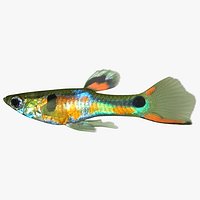 Poecilia Wingei