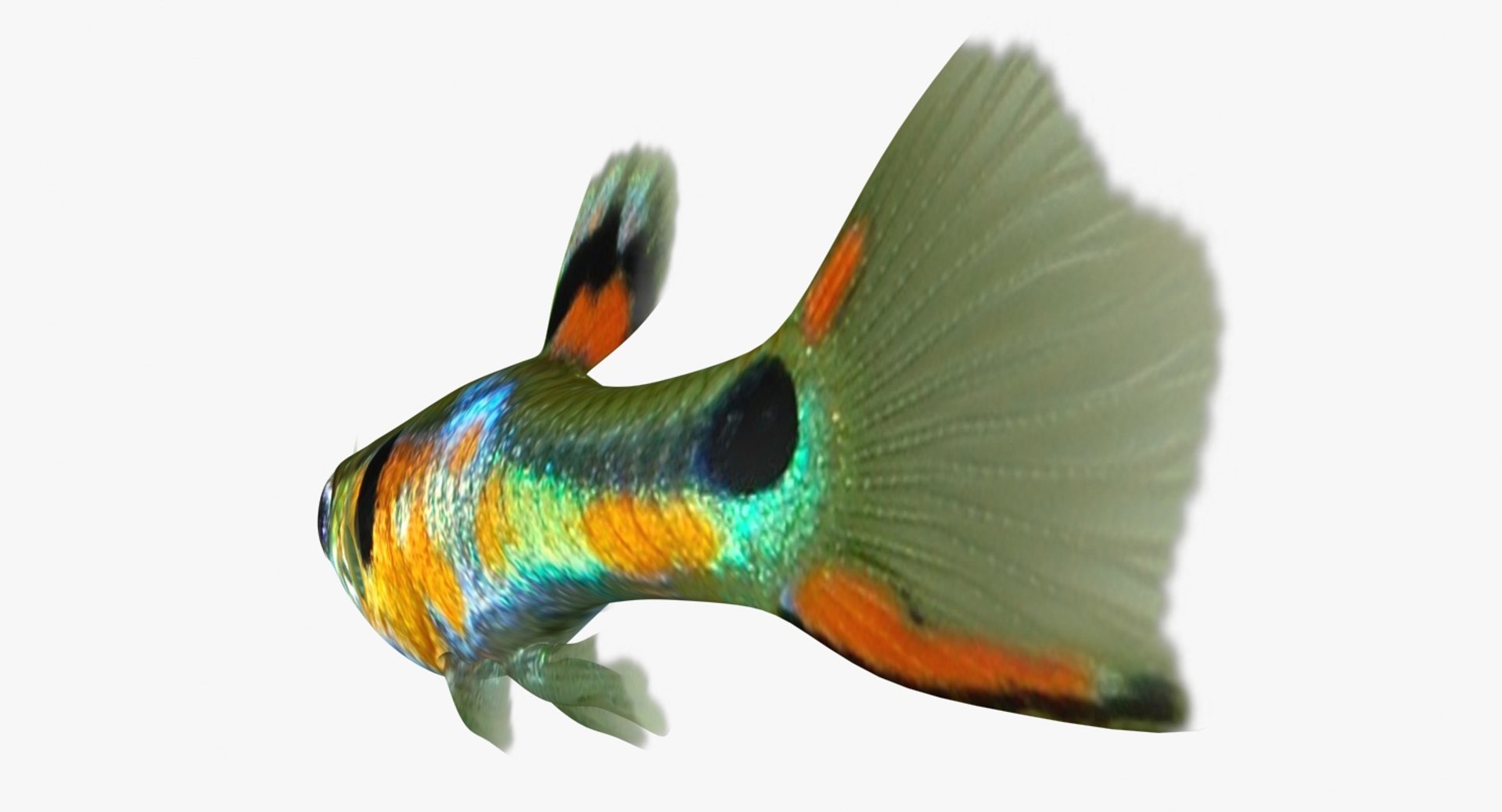 poecilia wingei model https://p.turbosquid.com/ts-thumb/gA/przp6C/eVGcTn4S/ryukingoldfish_rr17/jpg/1542298726/1920x1080/fit_q87/190f9865b7873be7a48617704fca6c4934832fa6/ryukingoldfish_rr17.jpg