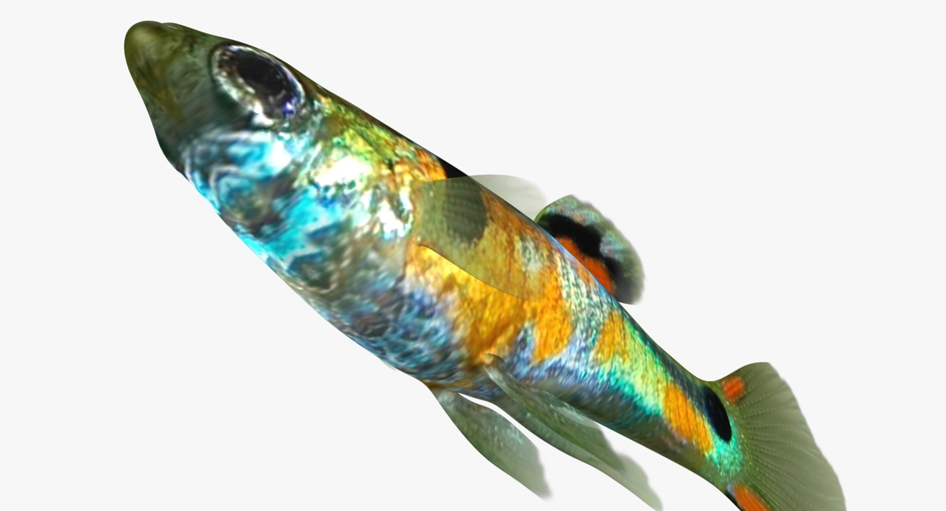 poecilia wingei model https://p.turbosquid.com/ts-thumb/gA/przp6C/gNfNRki5/ryukingoldfish_rr12/jpg/1542298726/1920x1080/fit_q87/c55c66d885ba23bfb8e12a26eead43b75a6ab46c/ryukingoldfish_rr12.jpg