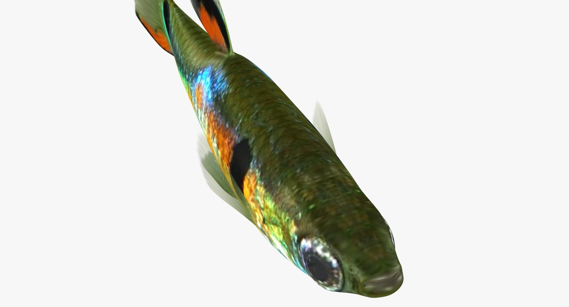 poecilia wingei model https://p.turbosquid.com/ts-thumb/gA/przp6C/hL0szBsO/ryukingoldfish_rr13/jpg/1542298726/1920x1080/fit_q87/29867597abe096e9f485ae9e9a4e190d5e084570/ryukingoldfish_rr13.jpg