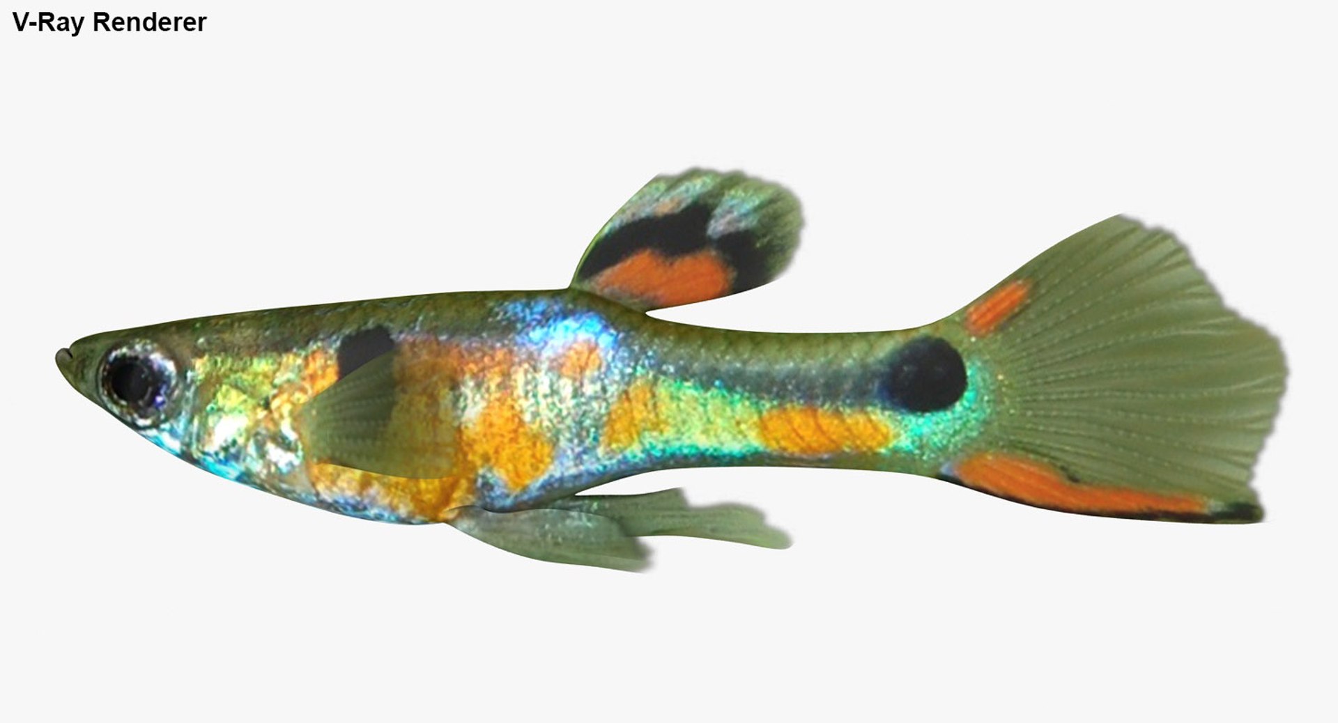 poecilia wingei model https://p.turbosquid.com/ts-thumb/gA/przp6C/niCWSn6I/ryukingoldfish_rr33/jpg/1542298726/1920x1080/fit_q87/756c225ec19d05614f6c2d2dd0e385be41e0fde8/ryukingoldfish_rr33.jpg