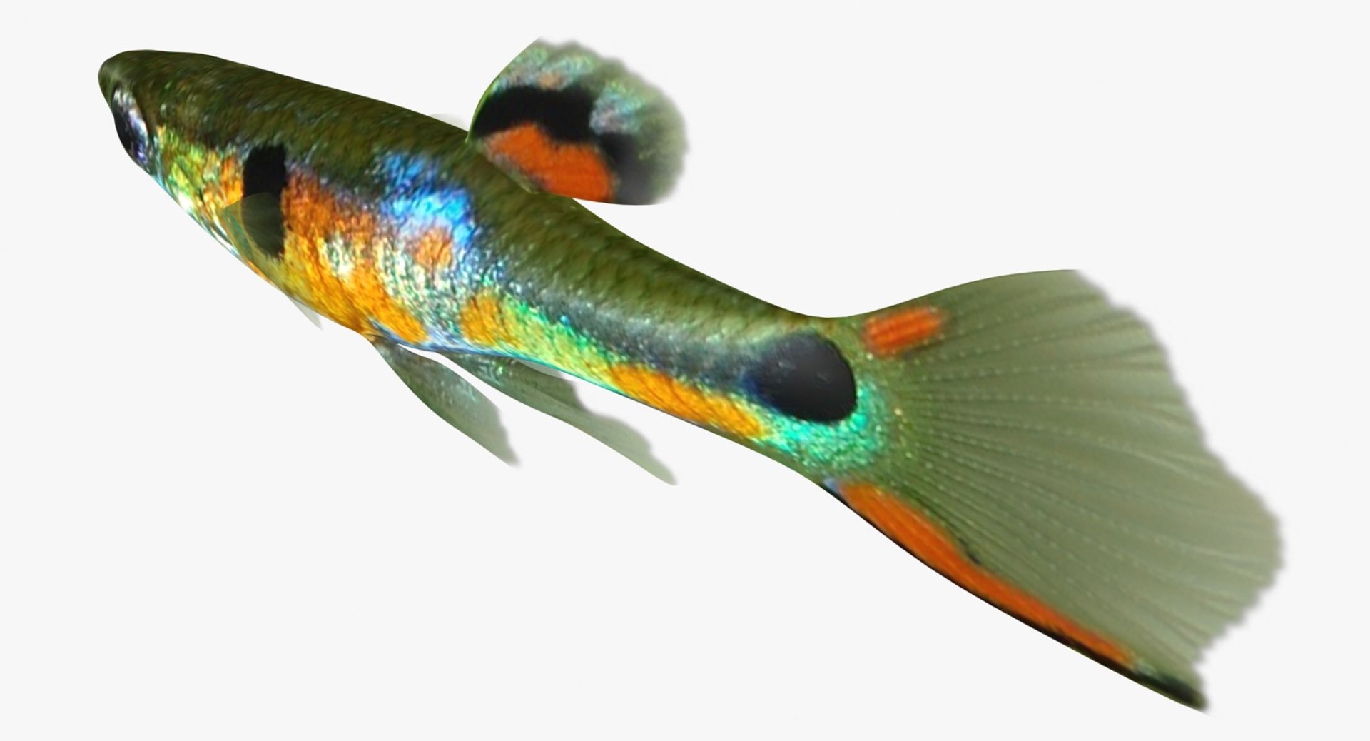 poecilia wingei model https://p.turbosquid.com/ts-thumb/gA/przp6C/orROZyTA/ryukingoldfish_rr17/jpg/1542298726/1920x1080/fit_q87/1434d8f203e182bd7cdd7e944233ec6a7c508f69/ryukingoldfish_rr17.jpg