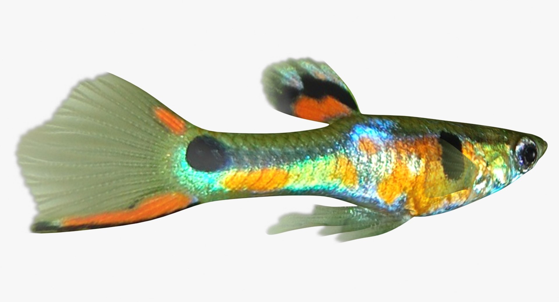 poecilia wingei model https://p.turbosquid.com/ts-thumb/gA/przp6C/oz5mGhlU/ryukingoldfish_rr07a/jpg/1542298726/1920x1080/fit_q87/0113476a89adc433778a4570bfcf03ccd261edc0/ryukingoldfish_rr07a.jpg