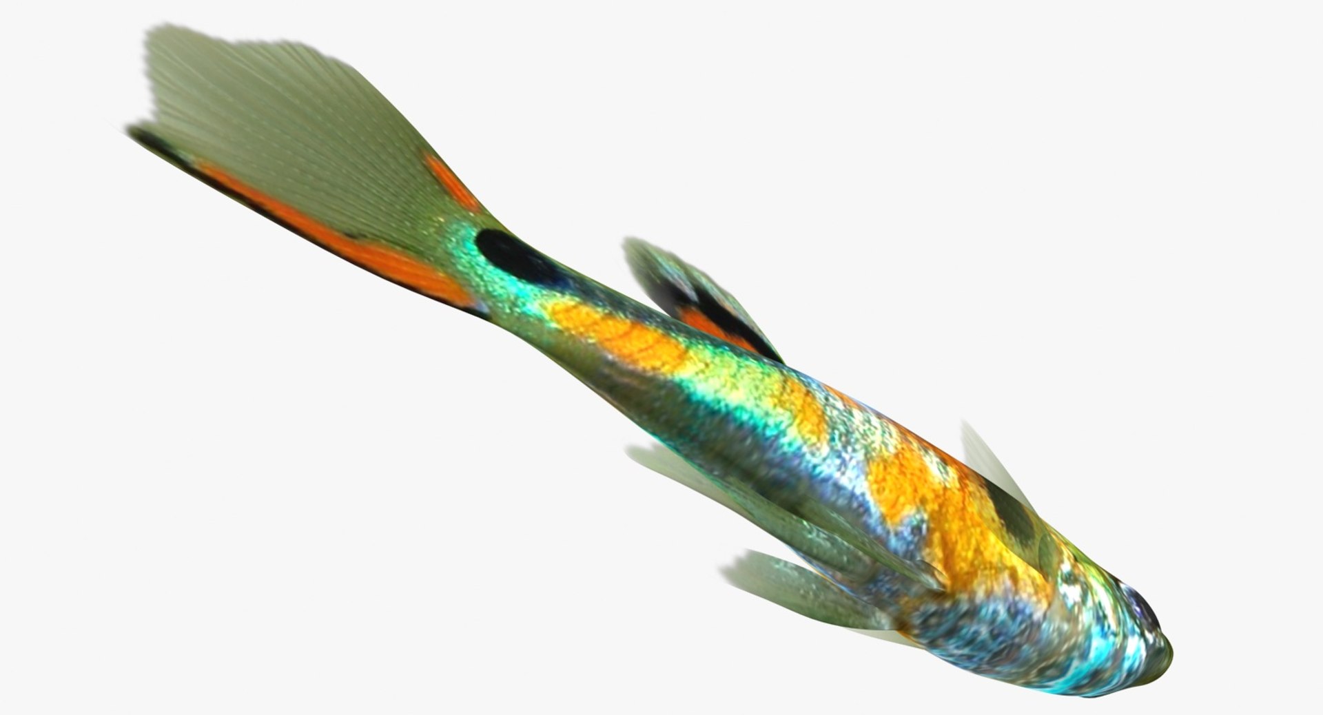 poecilia wingei model https://p.turbosquid.com/ts-thumb/gA/przp6C/tgTGrvI8/ryukingoldfish_rr16/jpg/1542298726/1920x1080/fit_q87/c147303e73a4ff794aeea49679058e0f057f8d21/ryukingoldfish_rr16.jpg