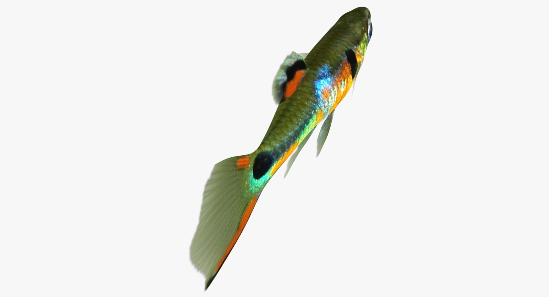 poecilia wingei model https://p.turbosquid.com/ts-thumb/gA/przp6C/wfxRNJnT/ryukingoldfish_rr11a/jpg/1542298726/1920x1080/fit_q87/bf6afe3159cfdc1583e716998f9f7328b0c105ac/ryukingoldfish_rr11a.jpg