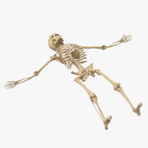 3D model real human female skeleton