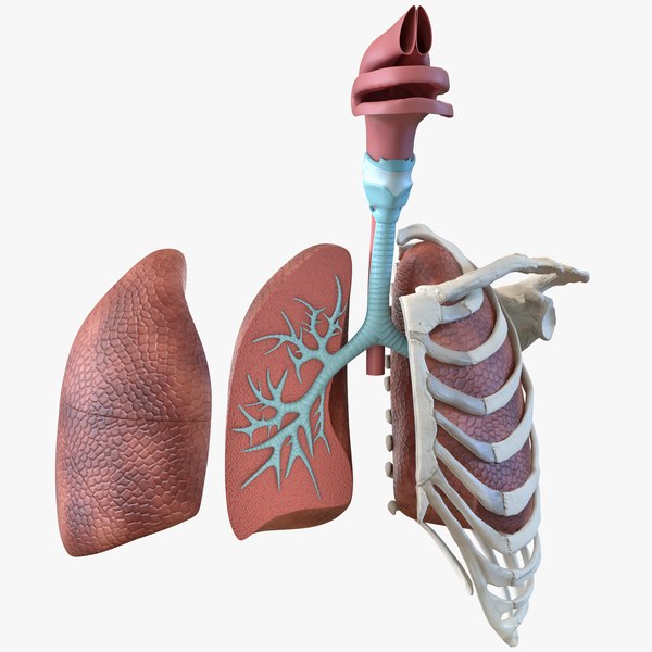 3D human respiratory trachea dissection model