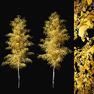 3D Birch Autumn v02 11-12m
