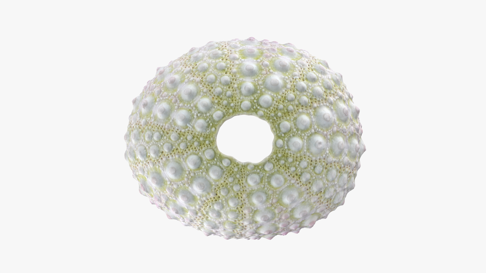 Sea Urchin 01 3D model https://p.turbosquid.com/ts-thumb/gB/Yds8UN/0N/seaurchin01/png/1762365134/1920x1080/turn_fit_q99/65538a3b966624e5c245b3e87dd66e2d0a3c1884/seaurchin01-1.jpg