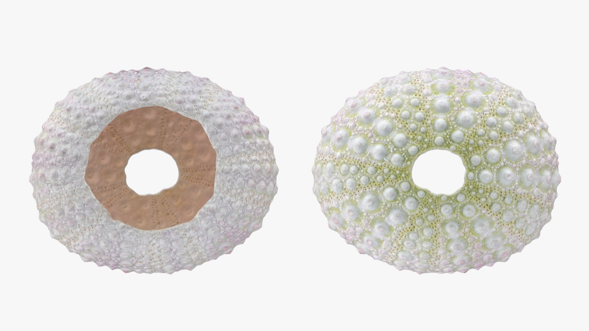 Sea Urchin 01 3D model https://p.turbosquid.com/ts-thumb/gB/Yds8UN/3q/seaurchin01_0001b/png/1762002680/1920x1080/fit_q87/bd8331f1cbfa5d08b15d573e70be47f6f7e0ba62/seaurchin01_0001b.jpg