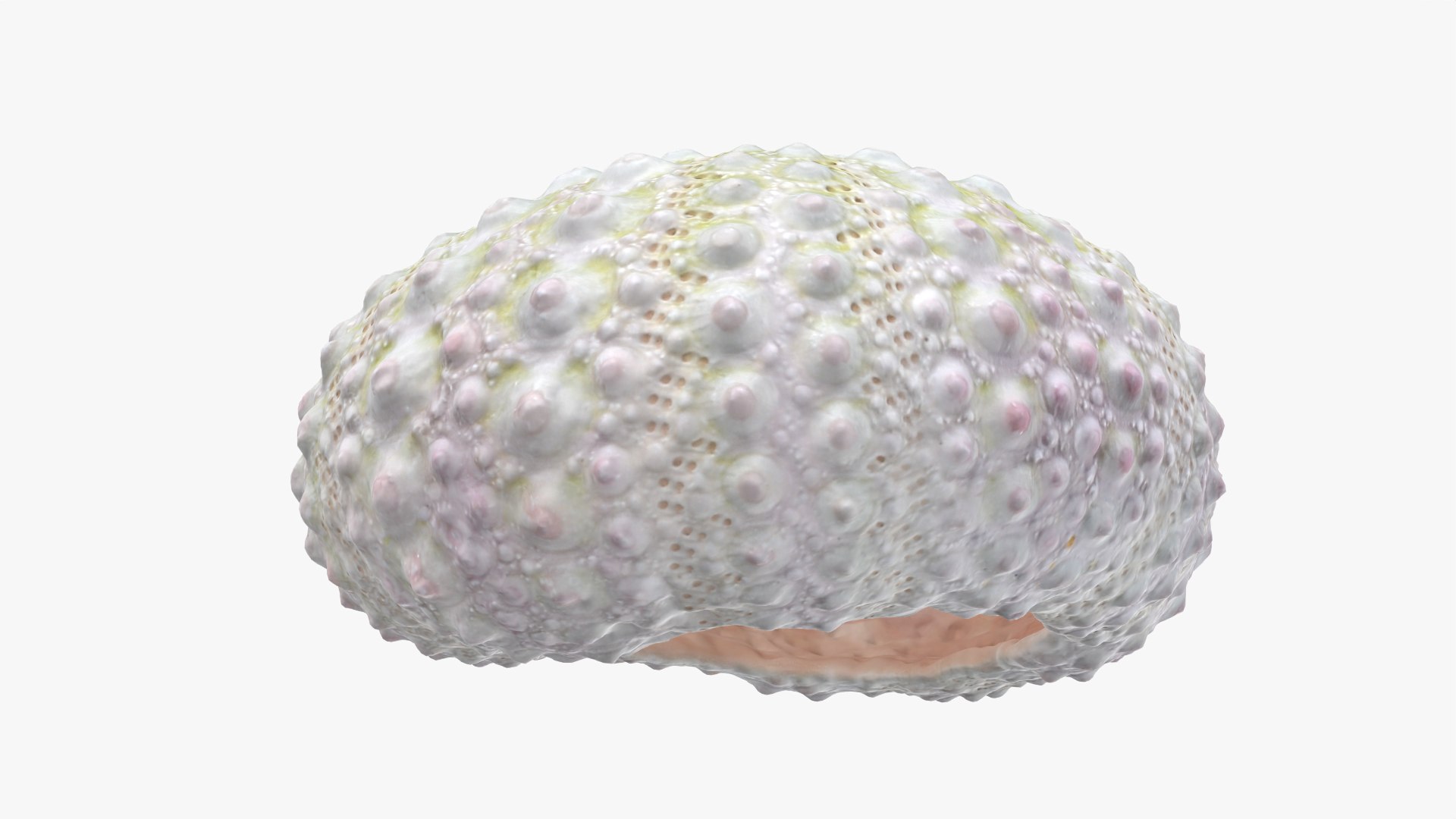 Sea Urchin 01 3D model https://p.turbosquid.com/ts-thumb/gB/Yds8UN/4z/seaurchin01_0010/png/1762002723/1920x1080/fit_q87/773fc650134d3184ee0891a7dd473058da2de441/seaurchin01_0010.jpg