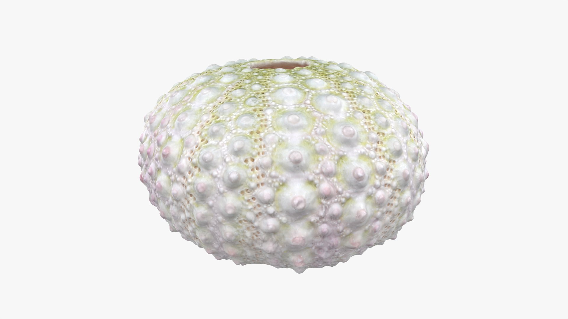 Sea Urchin 01 3D model https://p.turbosquid.com/ts-thumb/gB/Yds8UN/53/seaurchin01_0004/png/1762002696/1920x1080/fit_q87/7f704df2f6c8d699638678c228f603647a4b1093/seaurchin01_0004.jpg