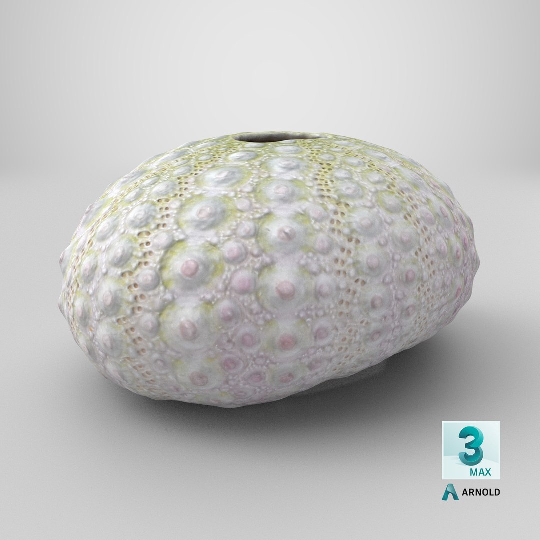 Sea Urchin 01 3D model https://p.turbosquid.com/ts-thumb/gB/Yds8UN/B3/stemcell_max_arnold_render/png/1762426854/1920x1080/fit_q87/4ab841898ae6a9ff7520759b687dba812894ca7b/stemcell_max_arnold_render.jpg