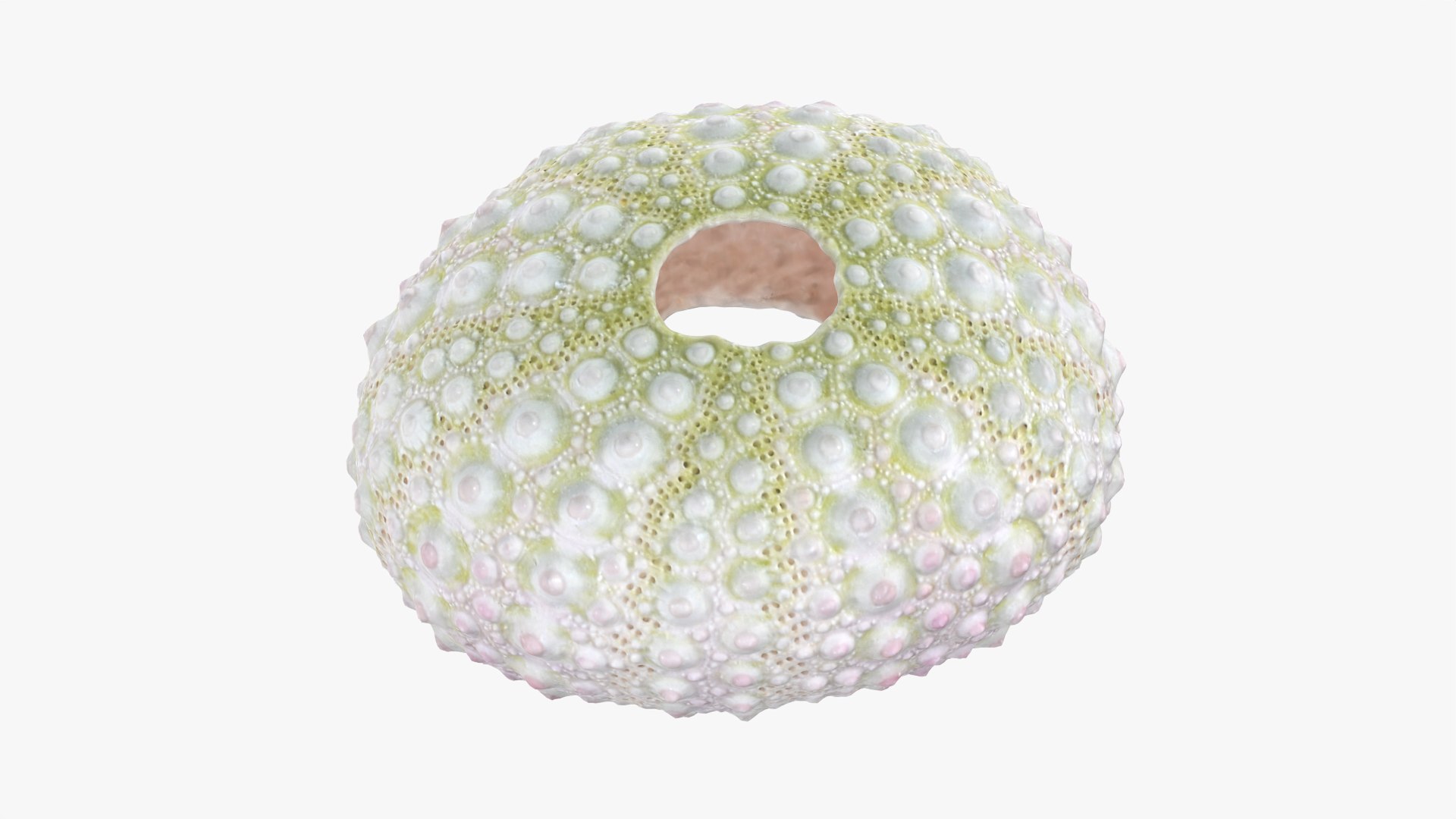 Sea Urchin 01 3D model https://p.turbosquid.com/ts-thumb/gB/Yds8UN/GX/seaurchin01_0005/png/1762002697/1920x1080/fit_q87/16d2e5e8b81292c29bc530213f5f1a4c8a321aef/seaurchin01_0005.jpg