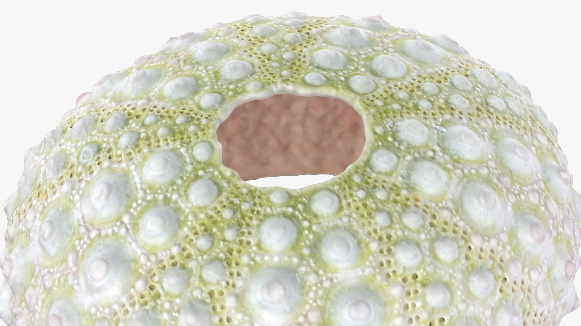 Sea Urchin 01 3D model https://p.turbosquid.com/ts-thumb/gB/Yds8UN/Ho/seaurchin01_0012/png/1762002894/1920x1080/fit_q87/d4e8603d6a51eb6e234a2ae5a61784c7d6a3a3c9/seaurchin01_0012.jpg