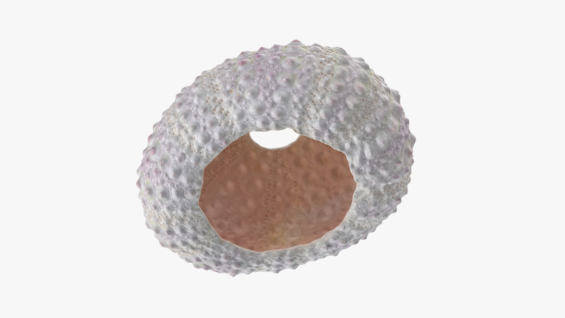 Sea Urchin 01 3D model https://p.turbosquid.com/ts-thumb/gB/Yds8UN/LP/seaurchin01_0003/png/1762002689/1920x1080/fit_q87/d5c31d2c5f70c15c715e50934da4c96a393245d3/seaurchin01_0003.jpg