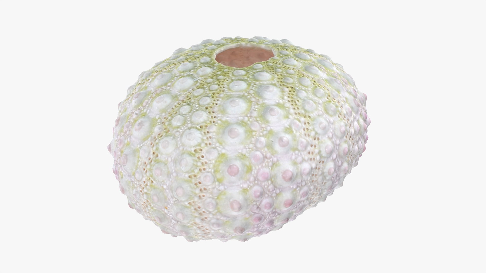 Sea Urchin 01 3D model https://p.turbosquid.com/ts-thumb/gB/Yds8UN/TP/seaurchin01_0008/png/1762002715/1920x1080/fit_q87/d6f8a4fc5600482b191d1973e83e553b074fbb7e/seaurchin01_0008.jpg