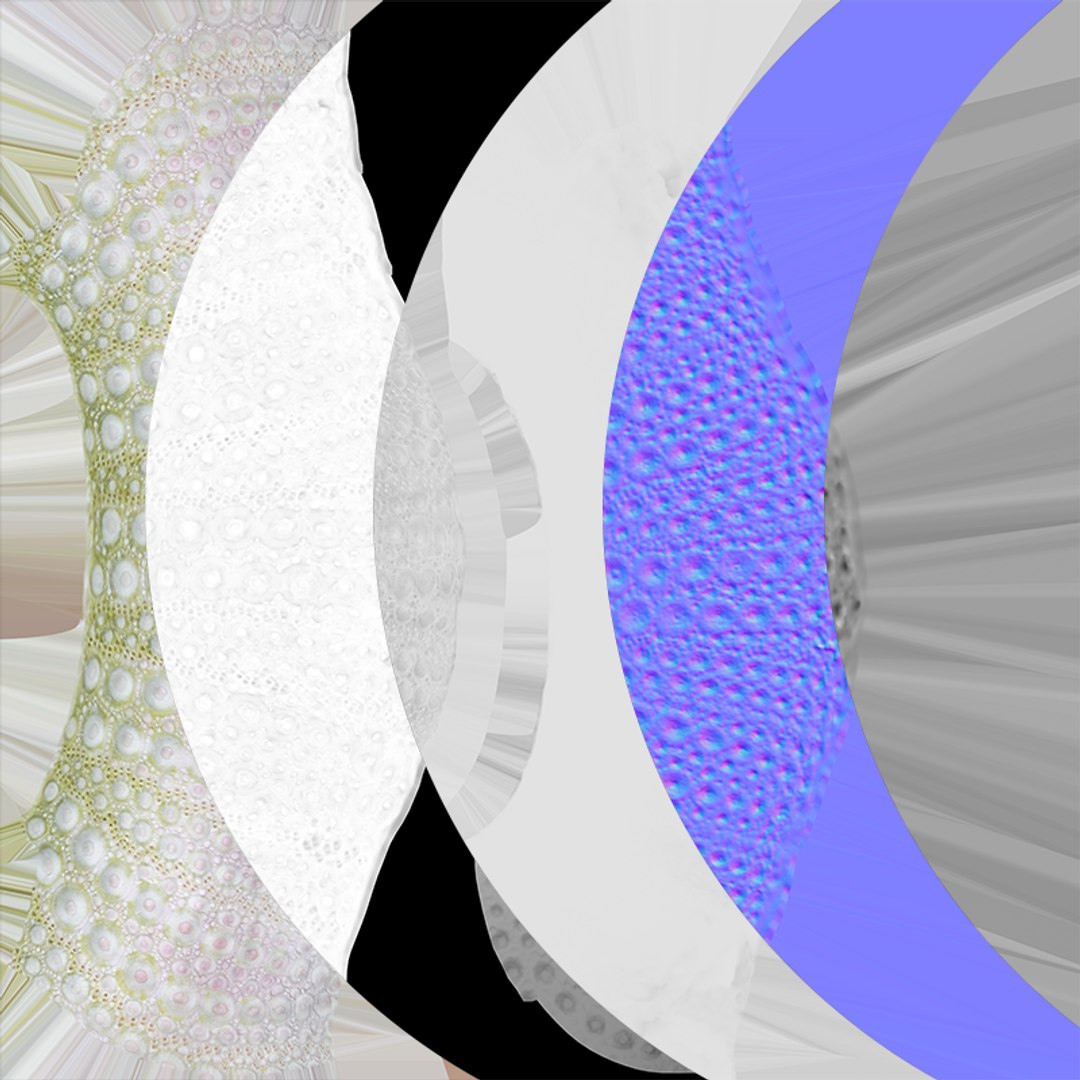 Sea Urchin 01 3D model https://p.turbosquid.com/ts-thumb/gB/Yds8UN/aM/seaurchin01_c0005/png/1762002725/1920x1080/fit_q87/3b421e37aaa432c8c7700a13473461d6cb2fa86c/seaurchin01_c0005.jpg