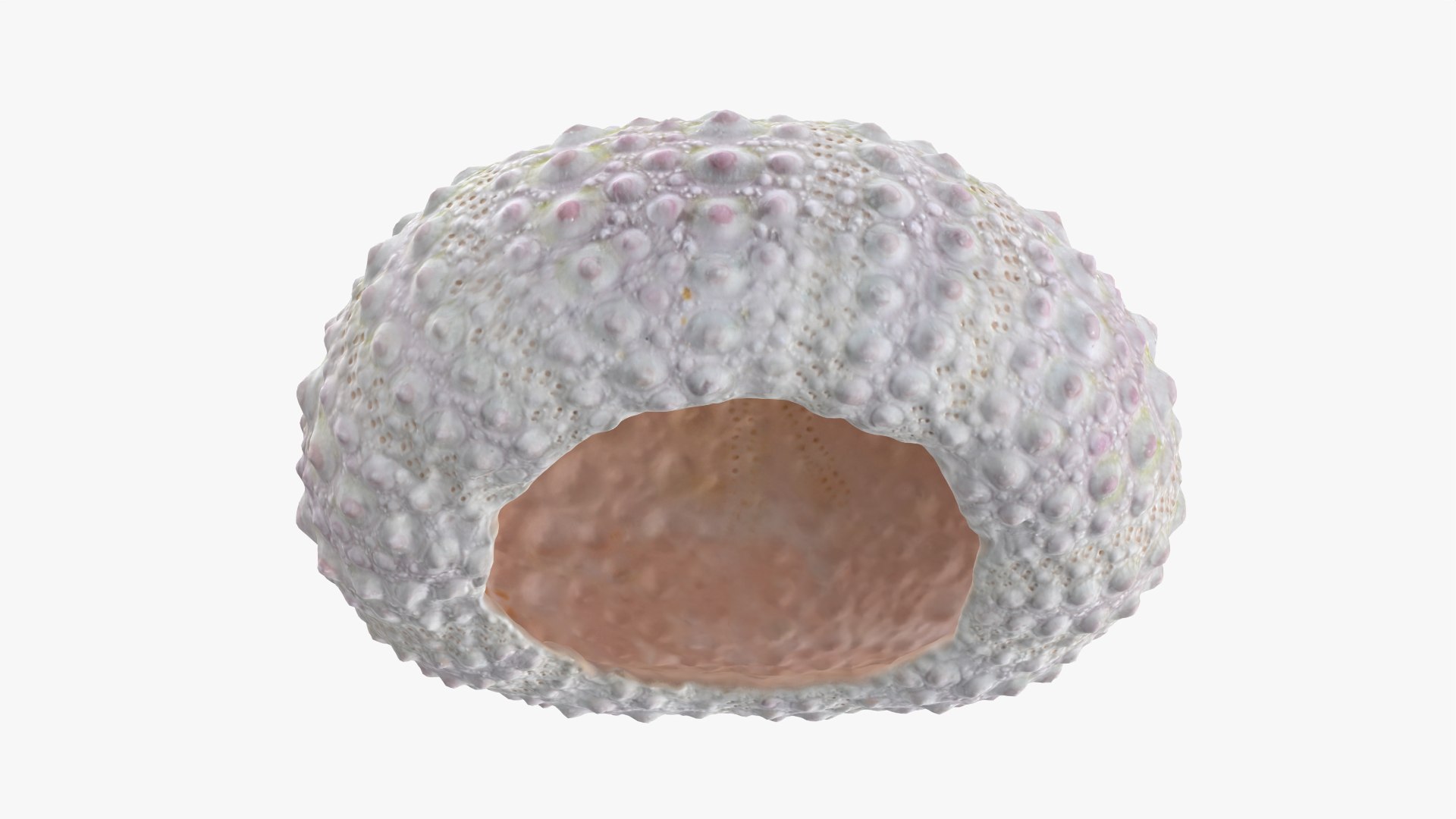 Sea Urchin 01 3D model https://p.turbosquid.com/ts-thumb/gB/Yds8UN/cV/seaurchin01_0006/png/1762002712/1920x1080/fit_q87/9eb7f4c929e4df18aa2e23298fb29c4acabf05a3/seaurchin01_0006.jpg