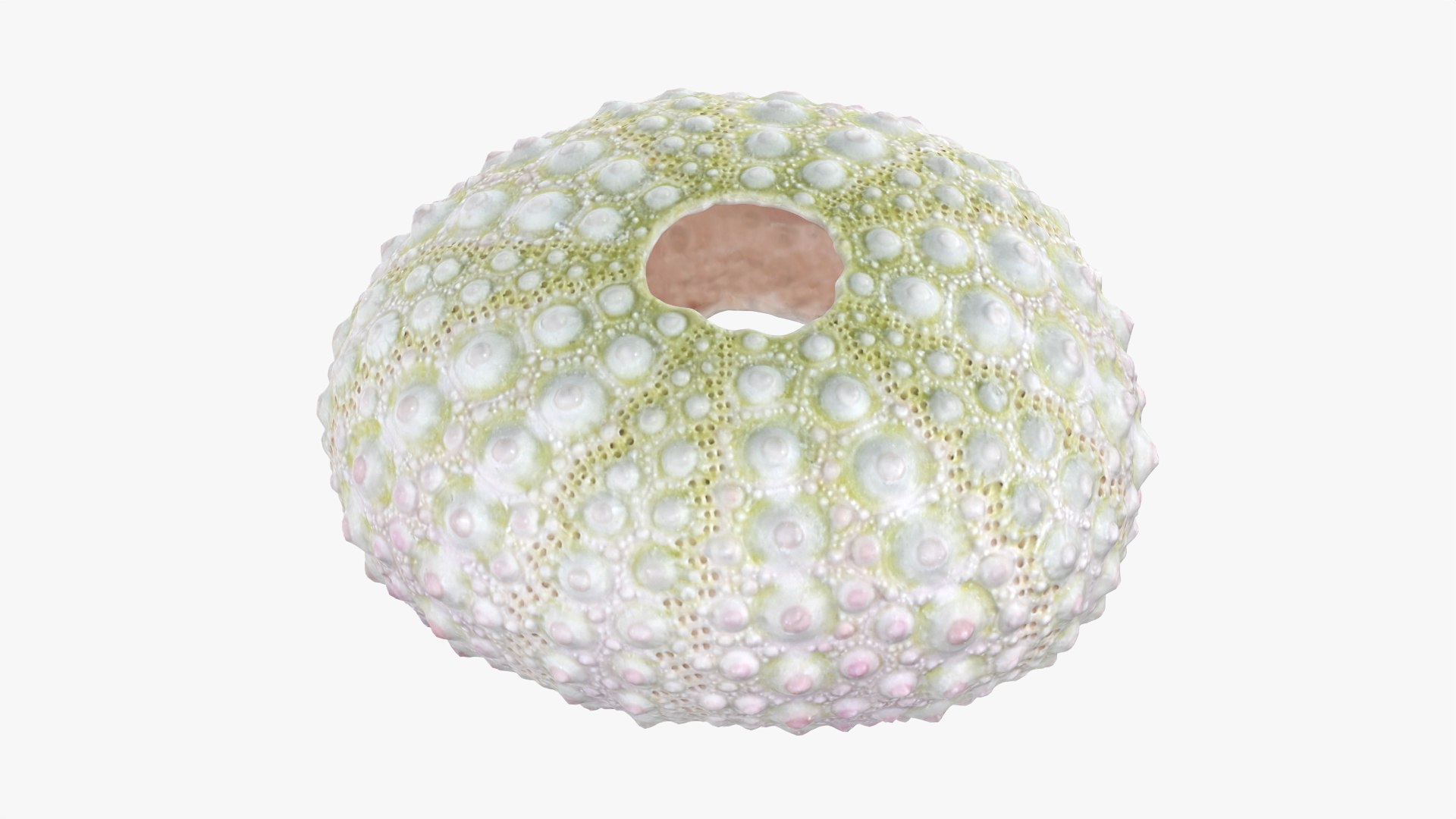 Sea Urchin 01 3D model https://p.turbosquid.com/ts-thumb/gB/Yds8UN/hV/seaurchin01_0009/png/1762002718/1920x1080/fit_q87/f57161ebbba14fc952dd4fad5fcfe9294ef70c77/seaurchin01_0009.jpg