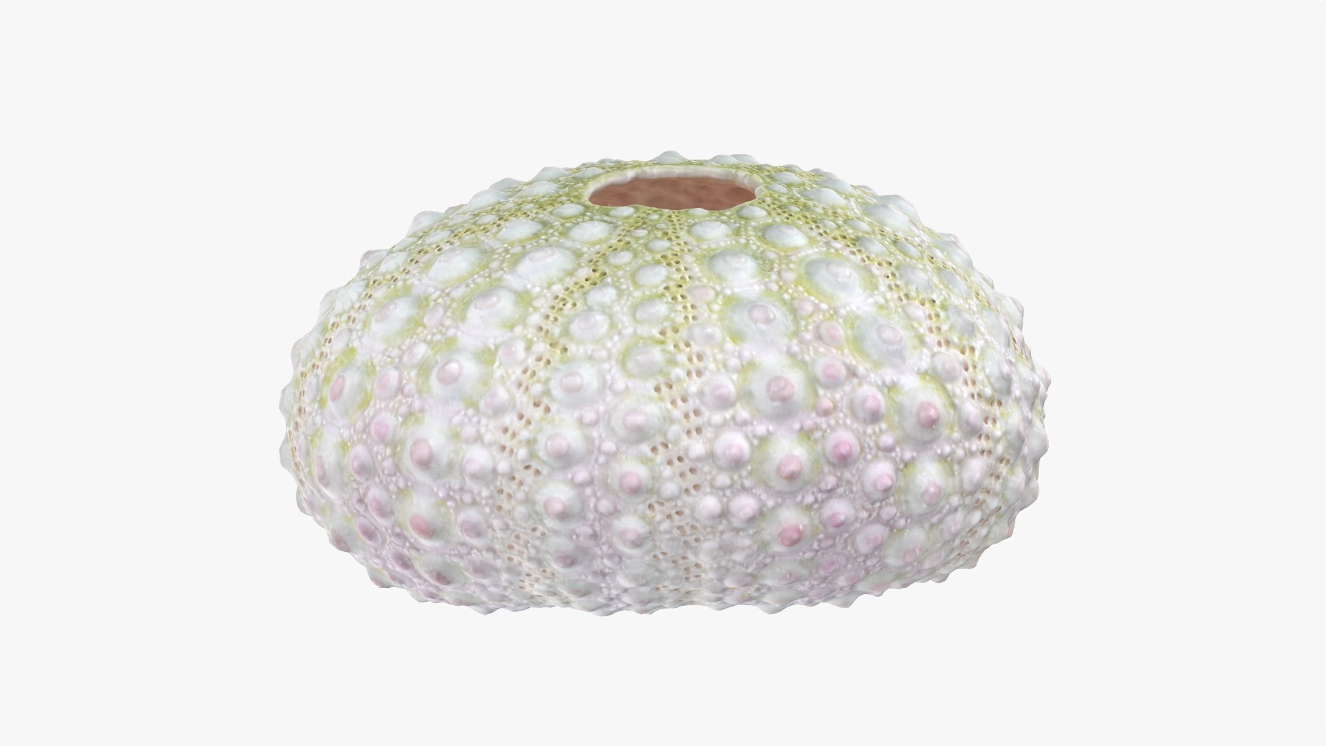 Sea Urchin 01 3D model https://p.turbosquid.com/ts-thumb/gB/Yds8UN/hk/seaurchin01_0002/png/1762002854/1920x1080/fit_q87/cee7d01362e4d19df68ec1d52498b119bb9c7cb1/seaurchin01_0002.jpg