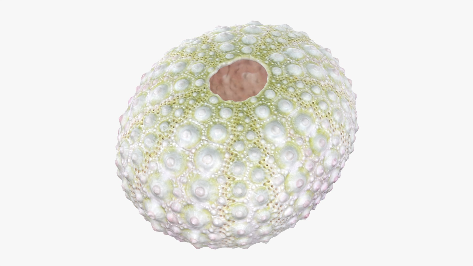 Sea Urchin 01 3D model https://p.turbosquid.com/ts-thumb/gB/Yds8UN/iy/seaurchin01_0011/png/1762002725/1920x1080/fit_q87/4bbe2e13a59ba54f819a9df91eb4fff03605d8e7/seaurchin01_0011.jpg