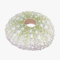 Sea Urchin 01