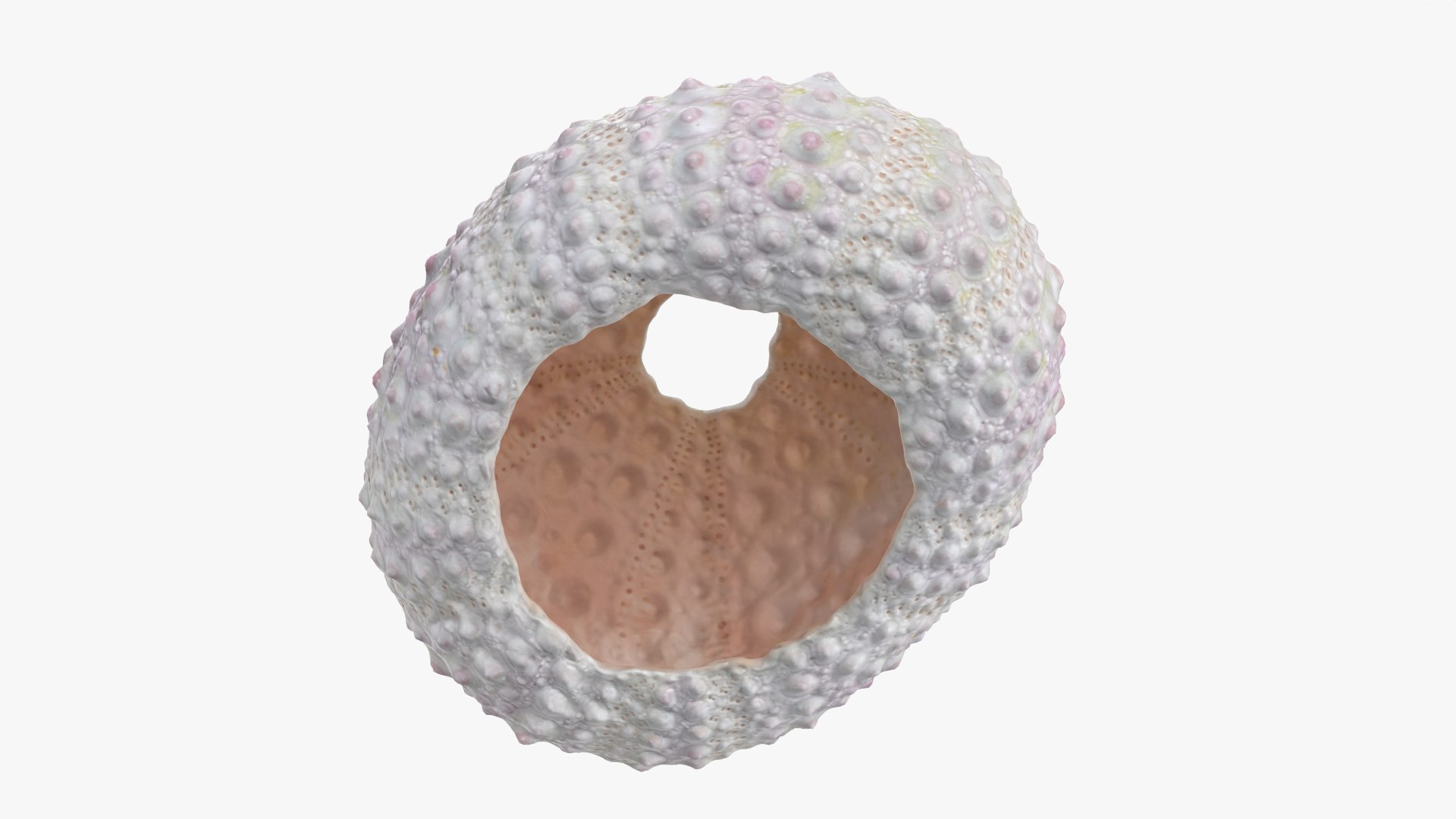 Sea Urchin 01 3D model https://p.turbosquid.com/ts-thumb/gB/Yds8UN/uu/seaurchin01_0007/png/1762002713/1920x1080/fit_q87/732e908831ea10bb15c270fe8441a4ac30d4bfa3/seaurchin01_0007.jpg