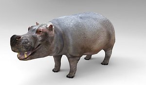 Hippopotamus - Rigged
