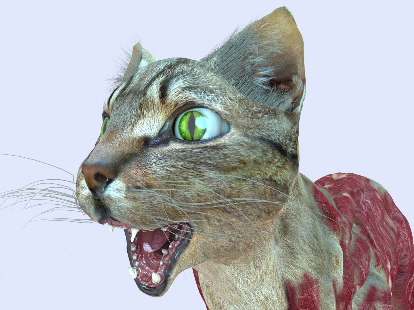 Hungry Cat 3d Model Turbosquid 1531985