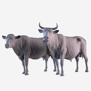 Cow and Bull model