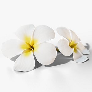 Frangipani Flower