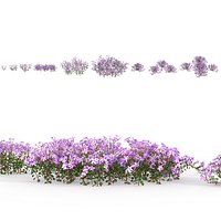 Phlox stolonifera - Creeping Phlox 3D model