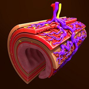 Human Small Intestine Cross Section