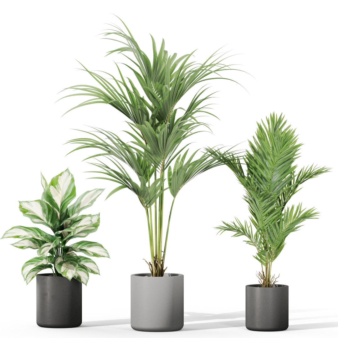 3D model Plants collection 1041 https://p.turbosquid.com/ts-thumb/gC/6lLEFK/4Z/plant_1041_02/jpg/1706006641/1920x1080/fit_q87/0c736540be157081ae91c6697d0ddc4cc561d743/plant_1041_02.jpg